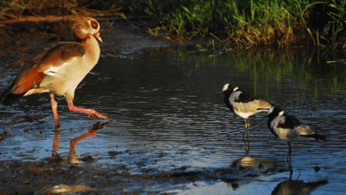 from-nairobi-to-the-mara:-where-wildlife-calls: